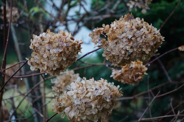 Foto close-up van een verwelkte bloeiende plant