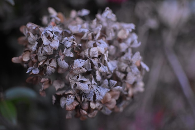 Foto close-up van een verwelkte bloeiende plant