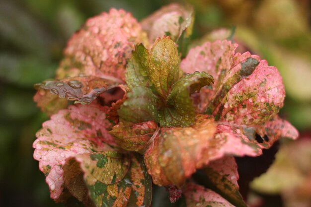 Foto close-up van een verwelkte bloem op een plant