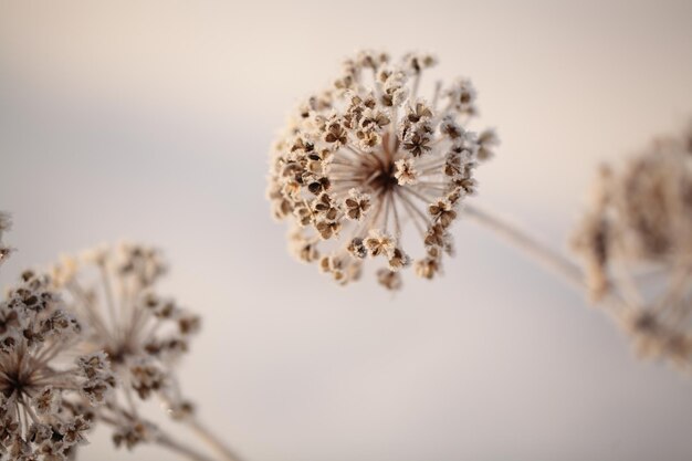Close-up van een verwelkte bloem tegen de lucht