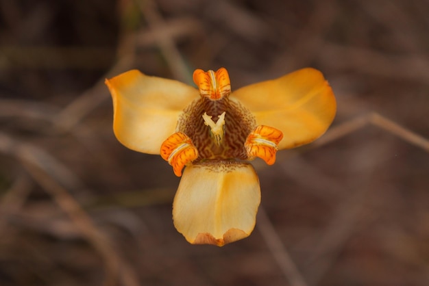 Close-up van een verwelkte bloem tegen een wazige achtergrond