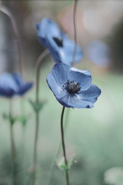 Foto close-up van een verwelkte bloem tegen een wazige achtergrond