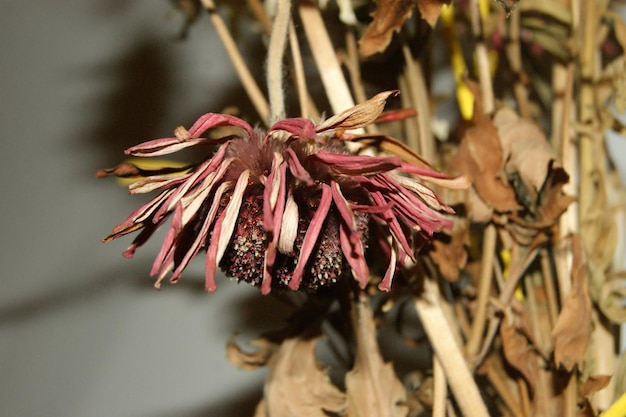 Foto close-up van een verwelkte bloem