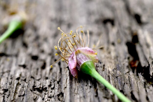 Foto close-up van een verwelkte bloem