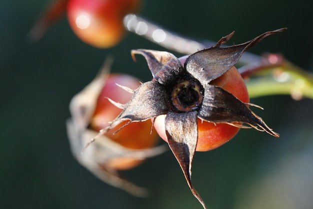 Foto close-up van een verwelkte bloem