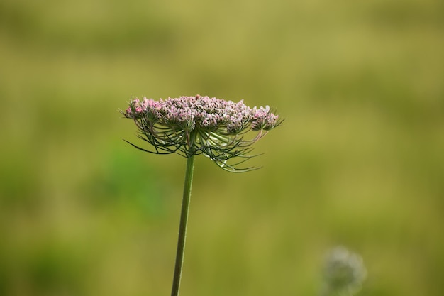 Foto close-up van een verwelkte bloem