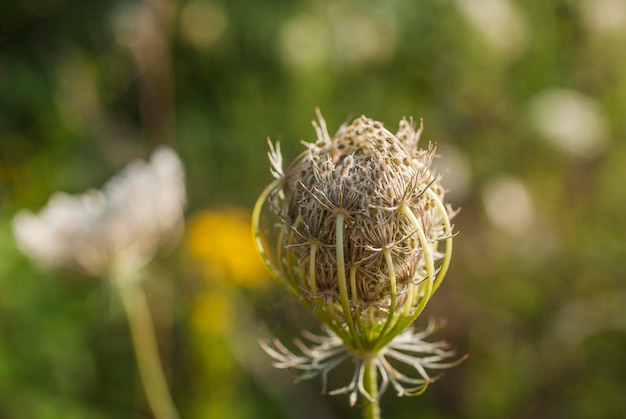 Foto close-up van een verwelkte bloem