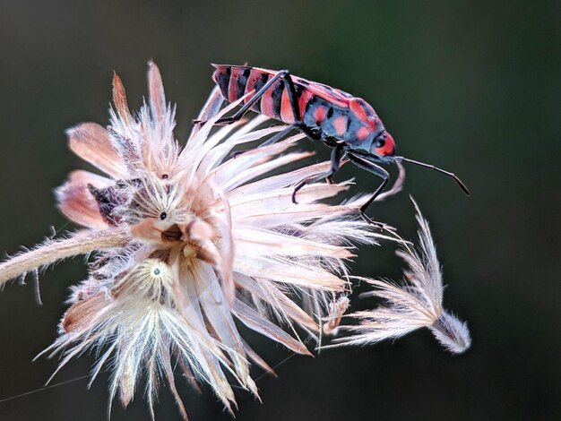 Close-up van een verwelkte bloem