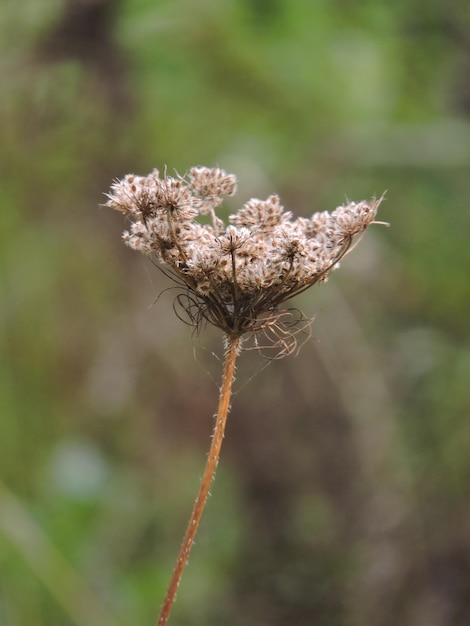 Foto close-up van een verwelkte bloem