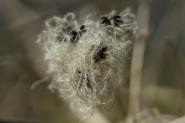 Foto close-up van een verwelkte bloem