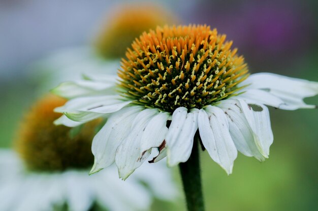 Foto close-up van een verwelkte bloem