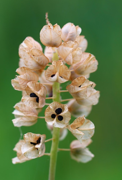 Foto close-up van een verwelkte bloem