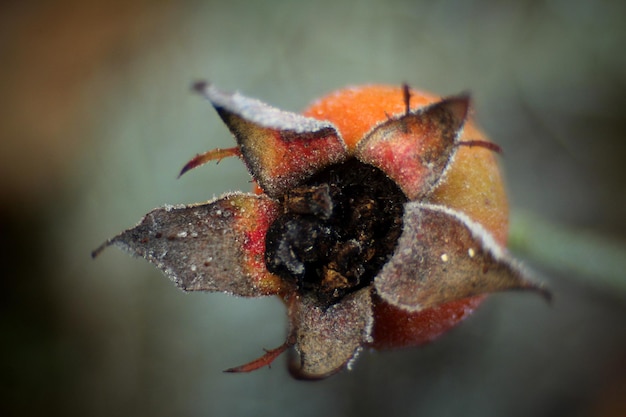 Foto close-up van een verwelkte bloem