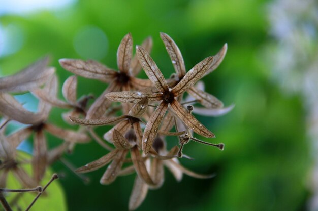 Foto close-up van een verwelkte bloem