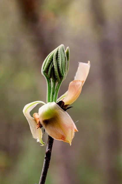 Foto close-up van een verwelkte bloemknop