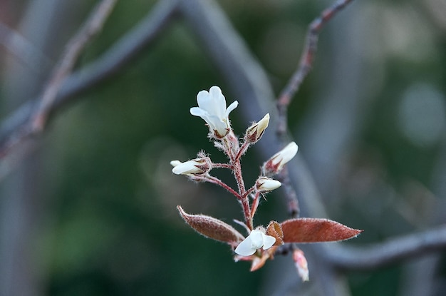 Foto close-up van een verwelkte bloemplant