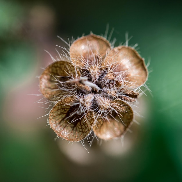 Close-up van een verwelkte paardenbloem