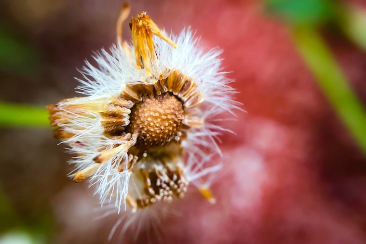 Foto close-up van een verwelkte paardenbloem