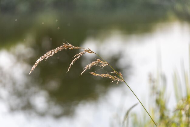 Foto close-up van een verwelkte plant bij een meer