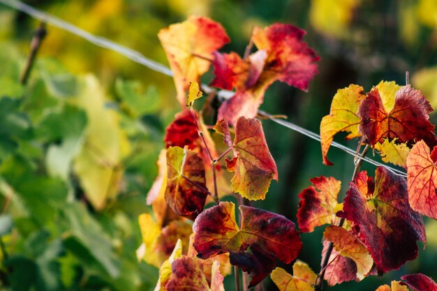Foto close-up van een verwelkte plant in de herfst