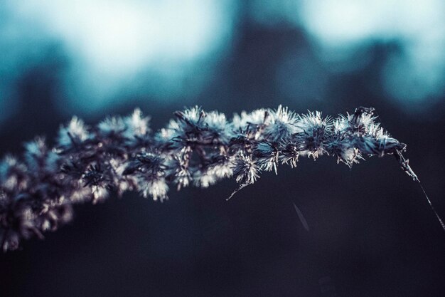 Foto close-up van een verwelkte plant in de winter