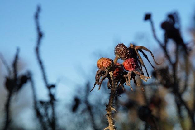 Foto close-up van een verwelkte plant in de winter
