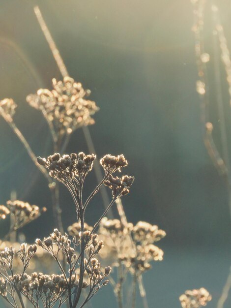 Close-up van een verwelkte plant in de winter