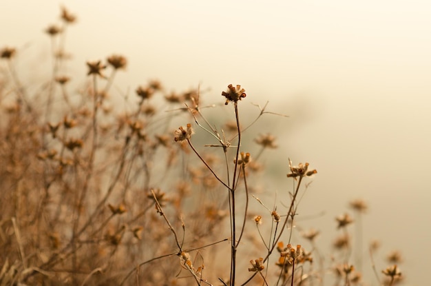 Close-up van een verwelkte plant op het veld tegen de lucht