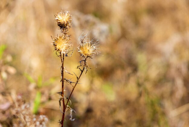 Foto close-up van een verwelkte plant op het veld