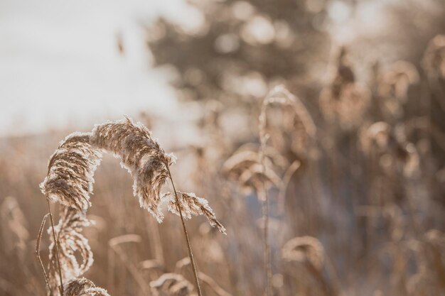 Foto close-up van een verwelkte plant op het veld