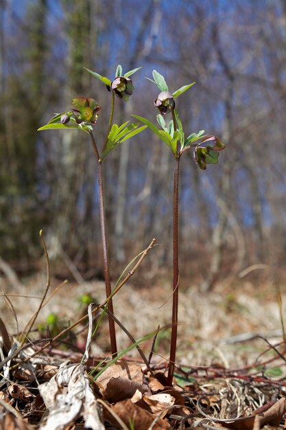 Foto close-up van een verwelkte plant op het veld