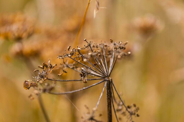 Foto close-up van een verwelkte plant op het veld
