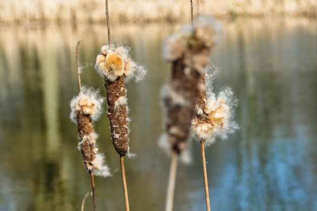 Foto close-up van een verwelkte plant tegen een meer