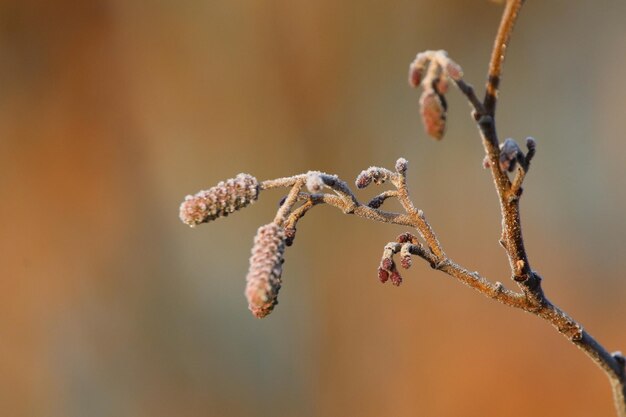 Foto close-up van een verwelkte plant