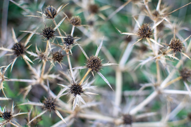 Close-up van een verwelkte plant