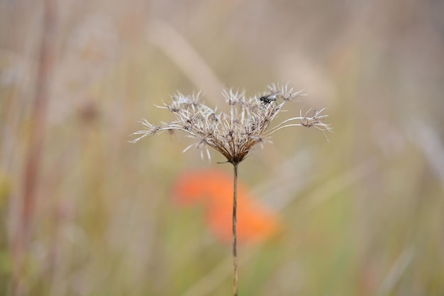Foto close-up van een verwelkte plant