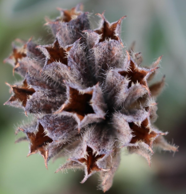 Foto close-up van een verwelkte plant