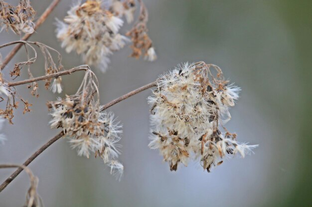 Close-up van een verwelkte plant