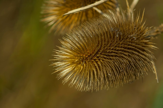 Foto close-up van een verwelkte plant