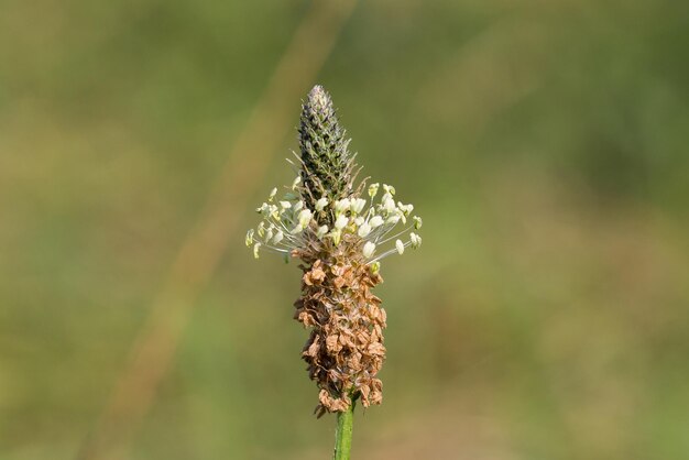 Foto close-up van een verwelkte plant