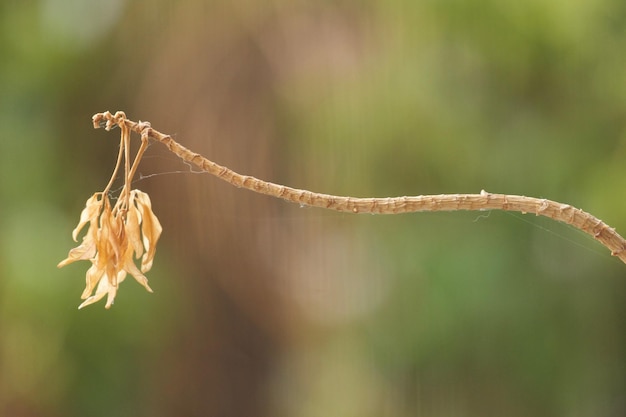 Close-up van een verwelkte plant