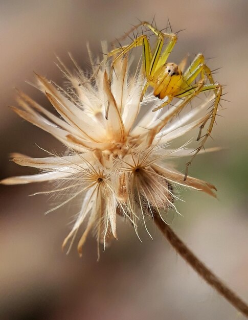 Foto close-up van een verwelkte plant