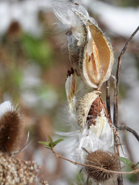 Foto close-up van een verwelkte plant