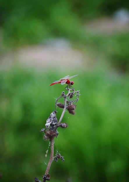 Foto close-up van een verwelkte plant