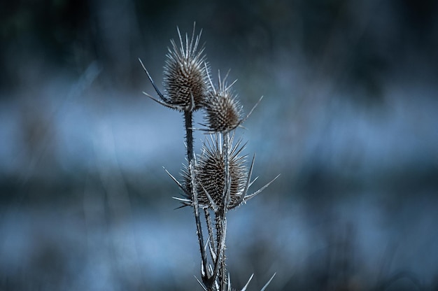 Close-up van een verwelkte plant