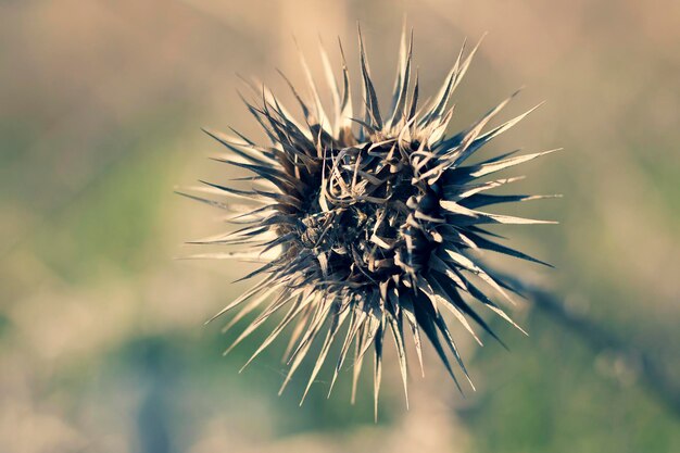 Foto close-up van een verwelkte plant