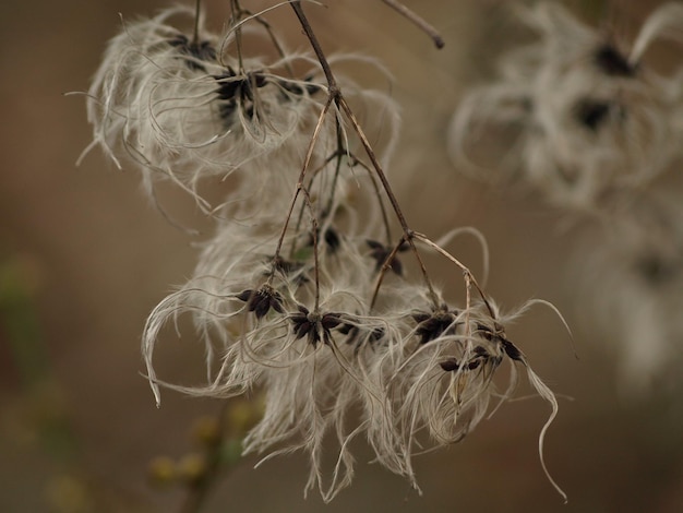 Foto close-up van een verwelkte plant