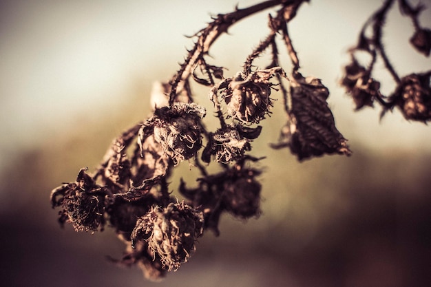 Foto close-up van een verwelkte plant