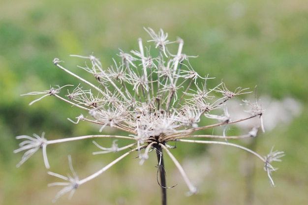 Foto close-up van een verwelkte plant