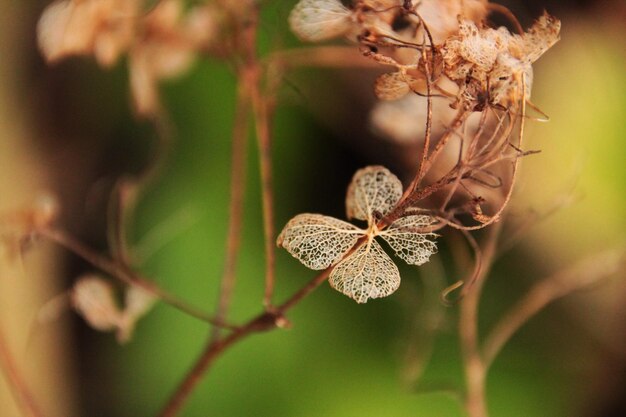 Close-up van een verwelkte plant